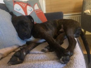 manieren om je hond rustig te krijgen