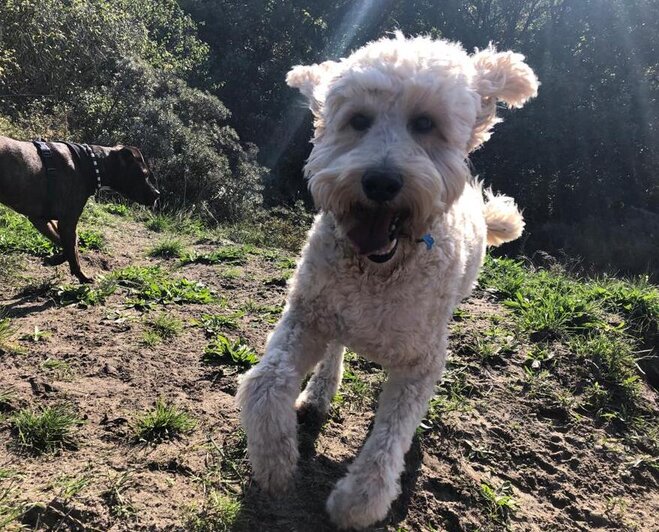je hond leren loslopen en hierkomen