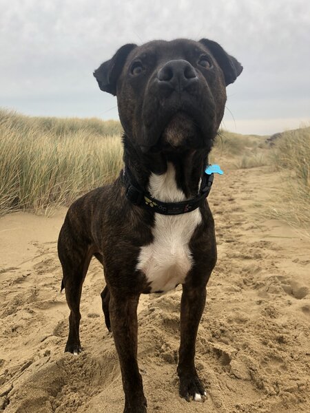 deze foto toont mijn eigen hond een kruising Amerikaanse pitbull en Engelse Stafford