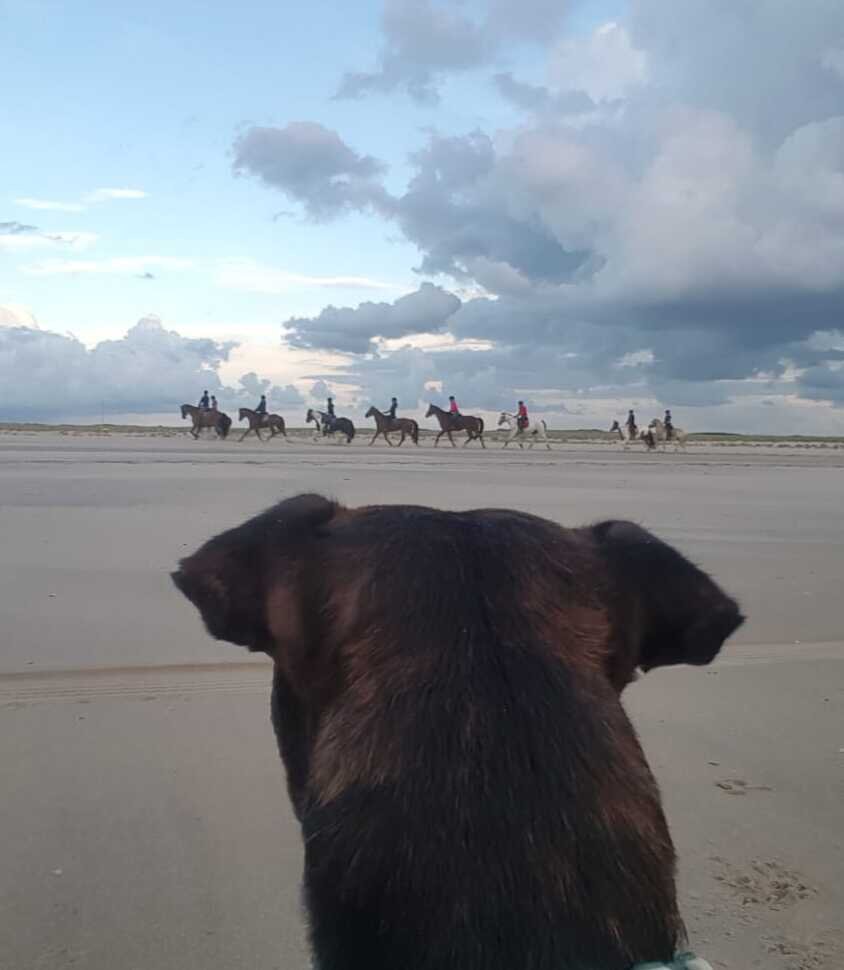 gedragstherapie voor jou en je hond bij het najagen van paarden