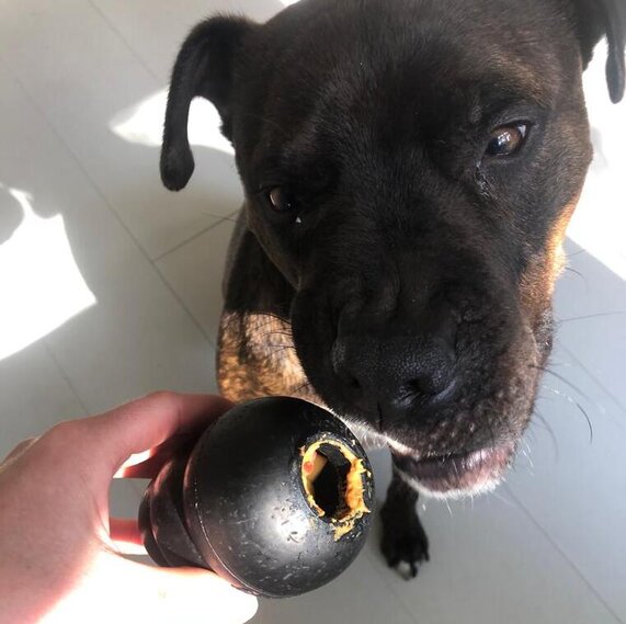gevulde Kong aan je hond geven