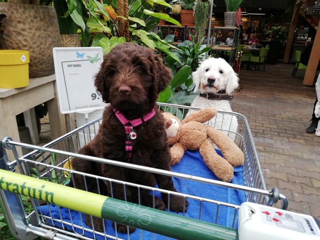 puppy socialiseren doe je zo: veilig laten kennis laten maken met nieuwe omgeving